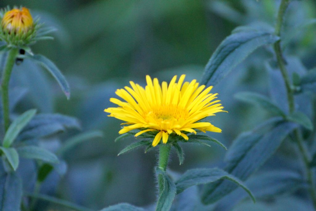 Inula hirta